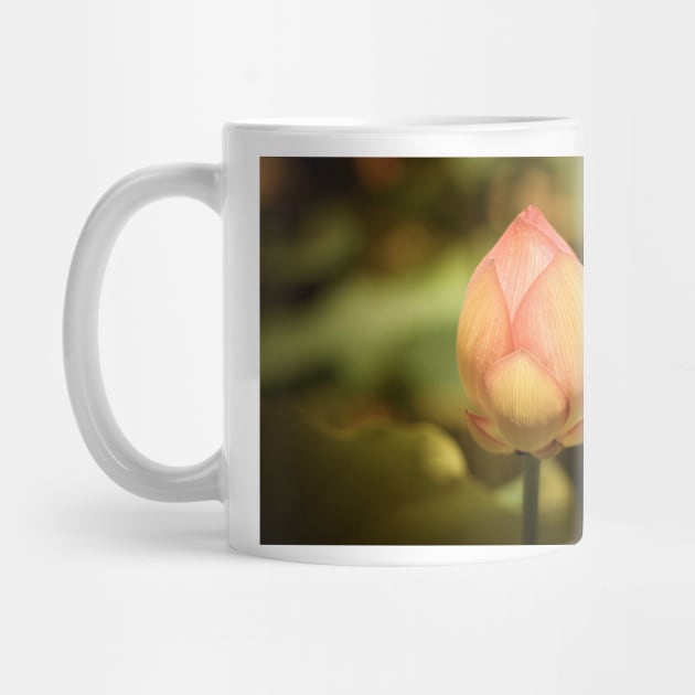 A Single Pink Lotus Bud by JimDeFazioPhotography